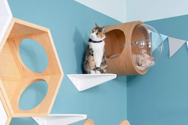 Niche En Bois Et Plexiglass Pour Chat A Fixer Au Mur Gamma Myzoo