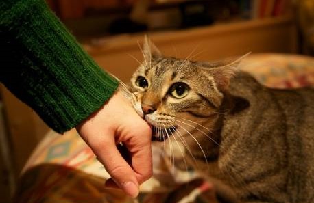 Pourquoi les chats adorent nos pieds