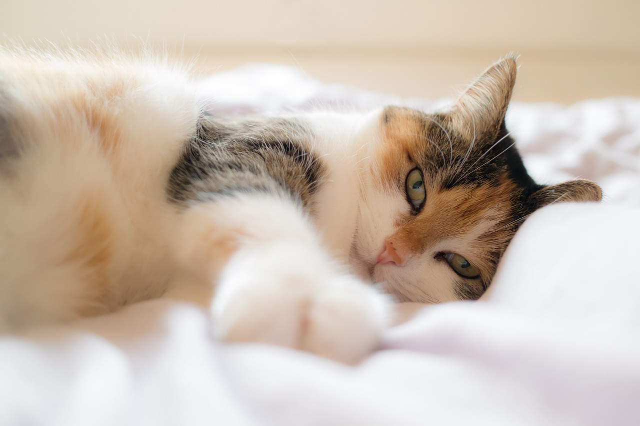 chatte tricolore sur un lit