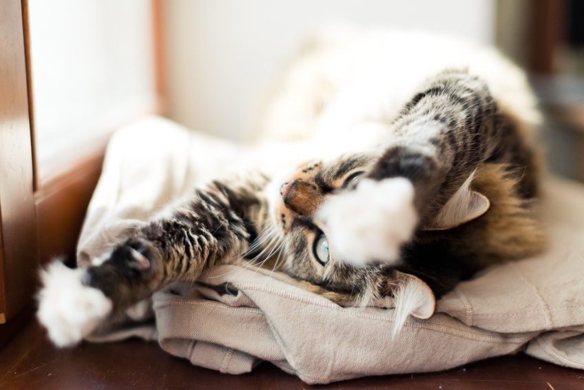 Pourquoi mon chat pétrit-il mes cuisses quand il vient sur moi ?